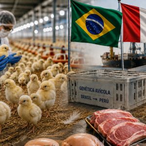 peru-aumenta-a-mas-del-doble-sus-compras-de-genetica-avicola-de-brasil-y-apunta-a-mayores-importaciones-de-cerdo