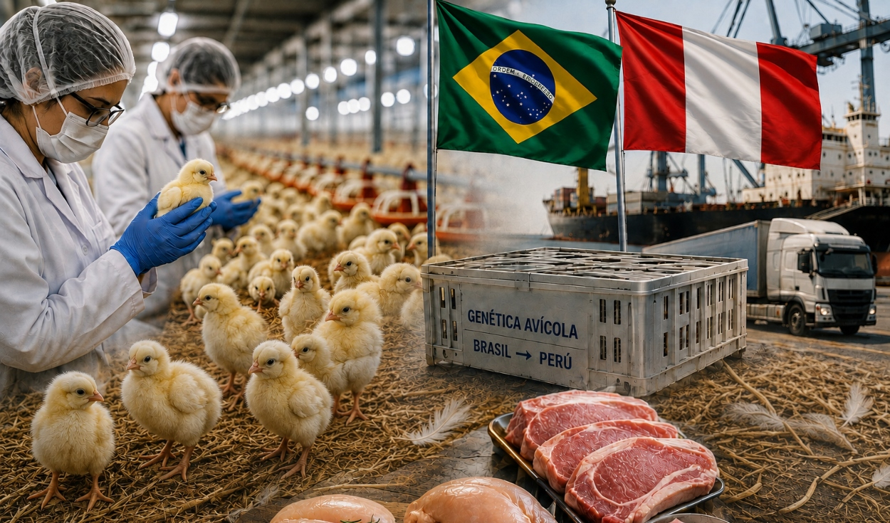 peru-aumenta-a-mas-del-doble-sus-compras-de-genetica-avicola-de-brasil-y-apunta-a-mayores-importaciones-de-cerdo