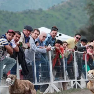 carreras-de-galgos:-camara-aprueba-proyecto-que-las-prohibe-en-chile