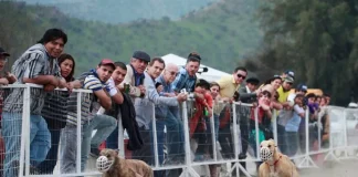 Carreras de galgos: Cámara aprueba proyecto que las prohíbe en Chile carreras-de-galgos:-camara-aprueba-proyecto-que-las-prohibe-en-chile