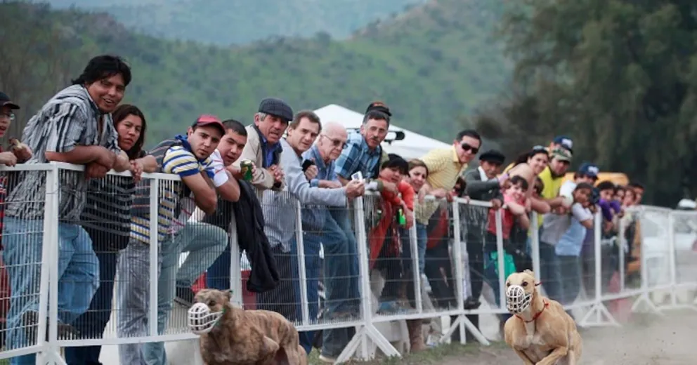 carreras-de-galgos:-camara-aprueba-proyecto-que-las-prohibe-en-chile