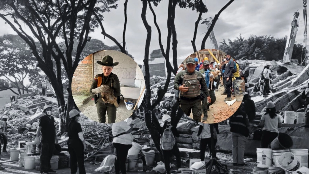 heroes-con-uniforme-rescatan-la-esperanza-entre-las-ruinas:-perrita-wendy-sobrevivio-atrapada-96-horas-y-un-gato-se-refugio-en-casa-a-punto-de-colapso