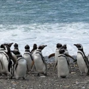 elaboran-un-mapa-clave-para-salvar-a-los-pinguinos-de-magallanes