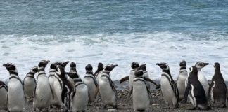 Elaboran un mapa clave para salvar a los pingüinos de Magallanes elaboran-un-mapa-clave-para-salvar-a-los-pinguinos-de-magallanes