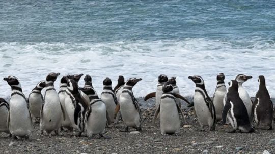 elaboran-un-mapa-clave-para-salvar-a-los-pinguinos-de-magallanes