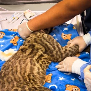 fauna-silvestre-bajo-el-fuego-de-los-incendios-forestales-en-tolima:-contrarreloj,-veterinarios-curan-a-ocelote-que-escapo-del-infierno-en-mariquita