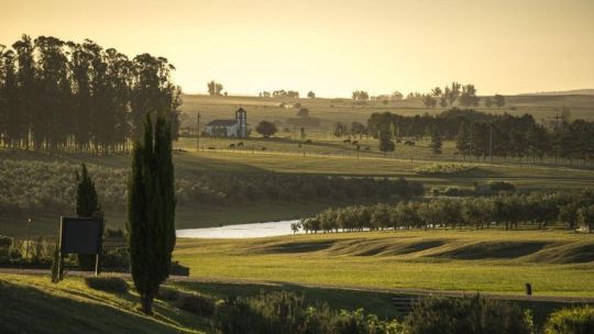 uruguay:-oleoturismo-en-todo-su-territorio-y-quesos-premiados