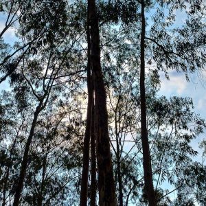dos-hombres-murieron-aplastados-por-un-arbol-en-maldonado:-estaban-durmiendo-en-una-carpa