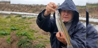 Pejerreyes destacados y dientudos de buen tamaño en el vertedero de la laguna de Bragado pejerreyes-destacados-y-dientudos-de-buen-tamano-en-el-vertedero-de-la-laguna-de-bragado