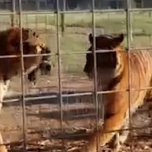 asi-es-la-nueva-vida-de-los-30-felinos-del-ex-zoo-de-lujan-en-sus-nuevos-hogares-en-el-exterior