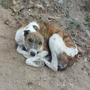 el-desafio-que-viene-tras-la-prohibicion-de-carreras:-rescatar-y-reubicar-a-perros-galgos
