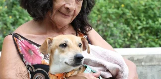 Huellas de resiliencia: el Centro de Bienestar Animal busca a los dueños de 70 mascotas rescatadas tras el terremoto en Cali huellas-de-resiliencia:-el-centro-de-bienestar-animal-busca-a-los-duenos-de-70-mascotas-rescatadas-tras-el-terremoto-en-cali