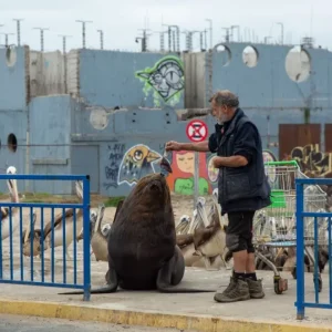 alerta-por-lobos-marinos:-varamientos-aumentan-casi-cinco-veces-en-la-region
