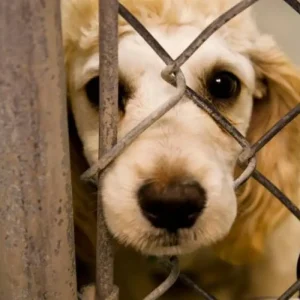 este-lunes-se-realiza-jornada-de-capacitacion-por-la-defensa-de-los-animales