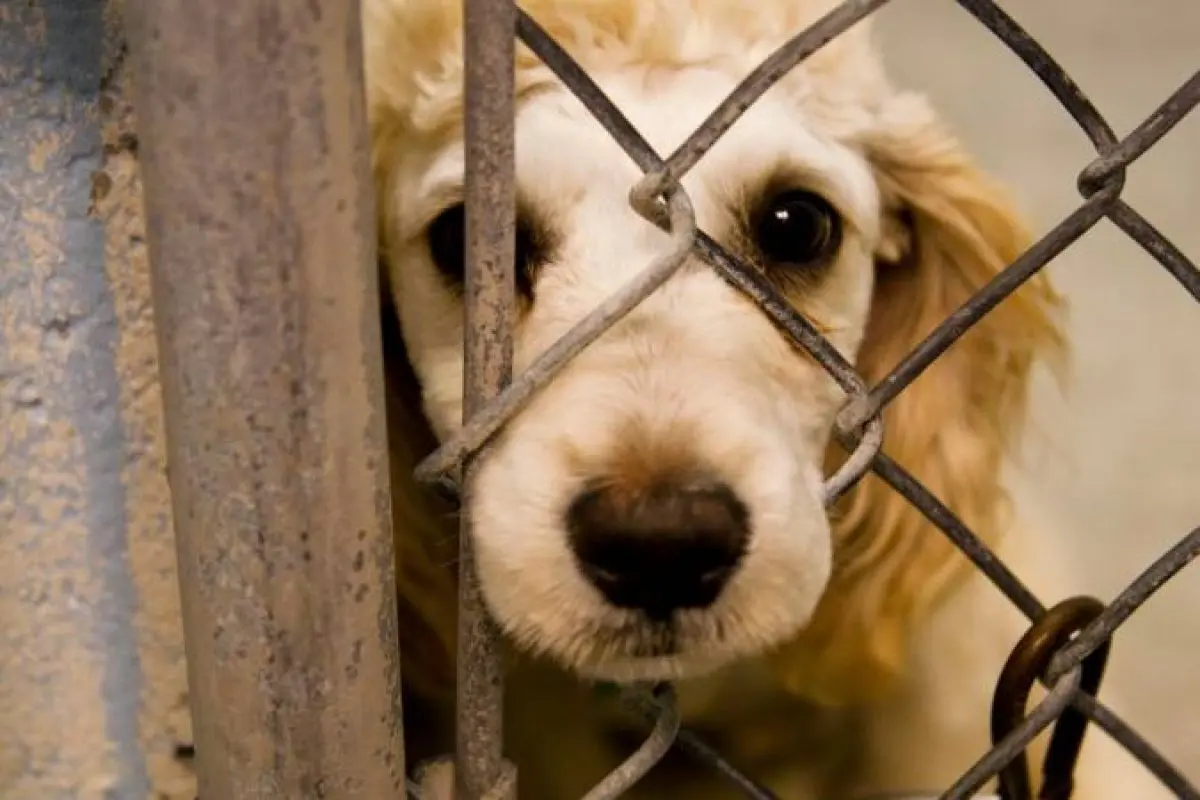 este-lunes-se-realiza-jornada-de-capacitacion-por-la-defensa-de-los-animales