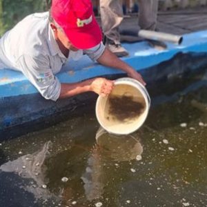 crian-peces-donde-no-hay-rios:-la-sorprendente-experiencia-que-crece-en-el-interior-del-chaco