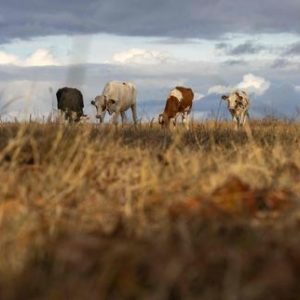 secheresse:-le-grand-est-reclame-un-plan-europeen-massif-pour-lagriculture