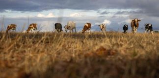 Sécheresse: le Grand Est réclame un plan européen massif pour lagriculture secheresse:-le-grand-est-reclame-un-plan-europeen-massif-pour-lagriculture