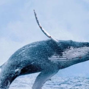 de-la-tragedia-a-la-reactivacion:-buenaventura-abre-sus-puertas-al-turismo-de-ballenas-yubartas-tras-el-sismo