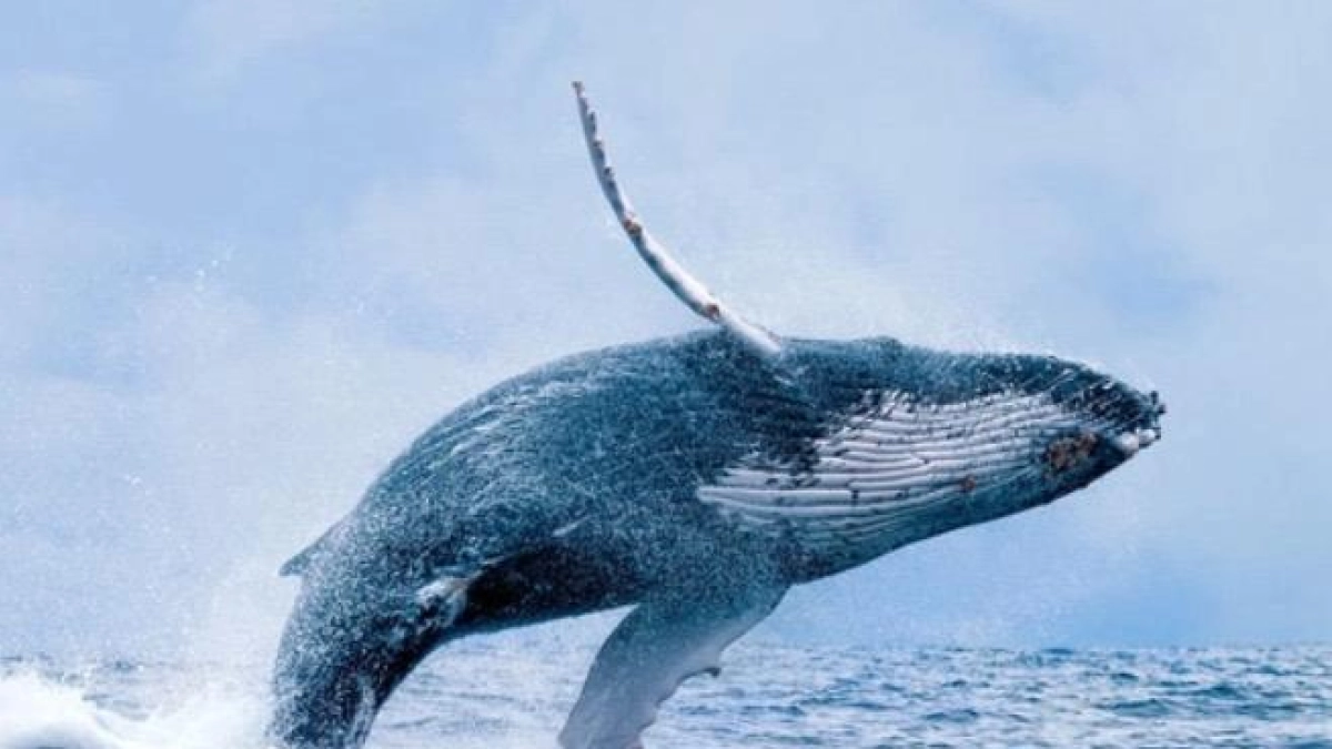 de-la-tragedia-a-la-reactivacion:-buenaventura-abre-sus-puertas-al-turismo-de-ballenas-yubartas-tras-el-sismo