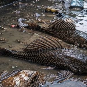el-sorprendente-pez-sudamericano-que-invadio-asia-y-puede-sobrevivir-en-aguas-casi-sin-oxigeno