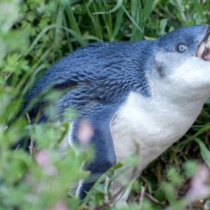 laustralie-vaccine-5000-manchots-pygmees-pour-les-proteger-dun-variant-hautement-pathogene-de-la-grippe-aviaire