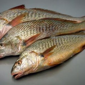 el-efecto-de-una-veda-en-el-mar-argentino:-aumento-la-cantidad-de-peces,-pero-hay-una-senal-que-preocupa