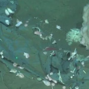 cientificos-argentinos-afirman-que-el-fondo-del-mar-argentino-es-un-foco-de-contaminacion-irreversible