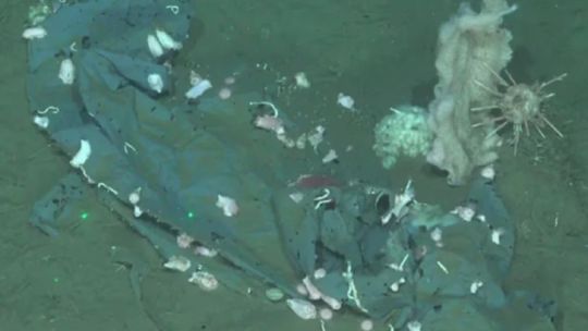 cientificos-argentinos-afirman-que-el-fondo-del-mar-argentino-es-un-foco-de-contaminacion-irreversible