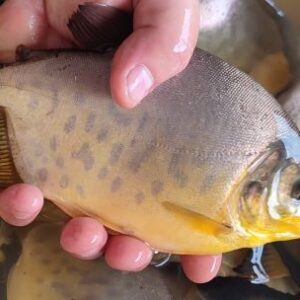 el-pacu-gana-protagonismo-en-corrientes:-seguimiento-a-una-produccion-que-crece
