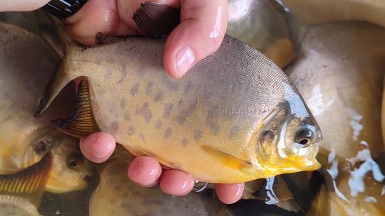 el-pacu-gana-protagonismo-en-corrientes:-seguimiento-a-una-produccion-que-crece