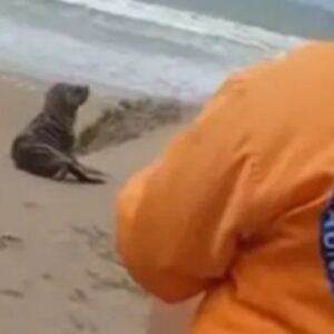 asi-rescataron-a-un-cachorrito-de-lobo-marino-de-un-pelo-en-los-medanos-de-miramar